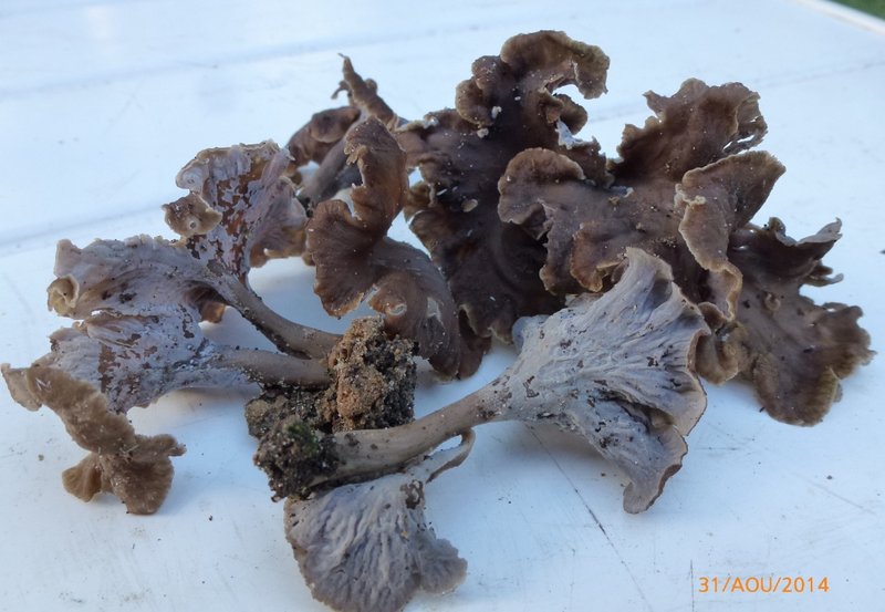 Chanterelles grises 001